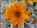 foto Fiori